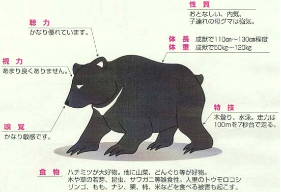 ツキノワグマの特徴 遠野市