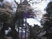 加茂神社と御神木の桜