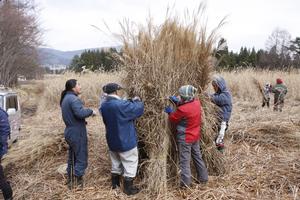 シマダテの作業の様子