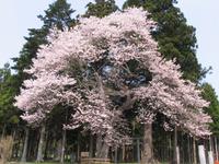 元八幡宮境内地及び夫婦杉桜