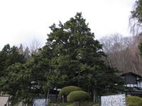 長泉寺かやの木