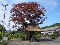 鹿込小学校跡地のイロハモミジと二宮金次郎像