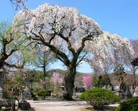 喜清院のシダレ桜