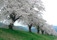 上鱒沢の猿ヶ石川沿い桜並木