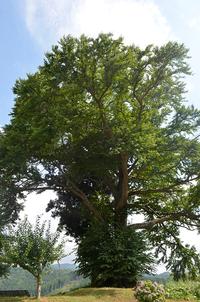 上宮守町裏のカツラ